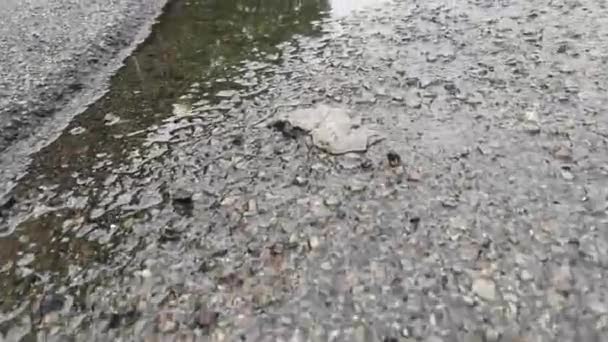 Air Hujan Stagnan Oleh Tepi Jalan Aspal — Stok Video