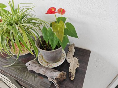 Bir kap kırmızı anthurium bitkisi.