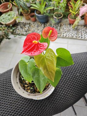 Bir kap kırmızı anthurium bitkisi.