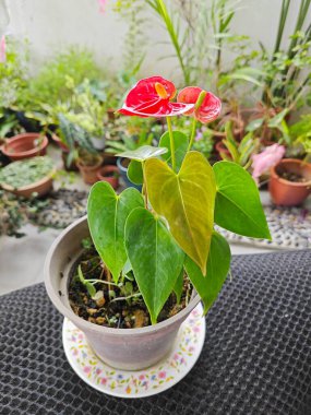 Bir kap kırmızı anthurium bitkisi.