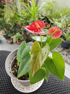 Bir kap kırmızı anthurium bitkisi.