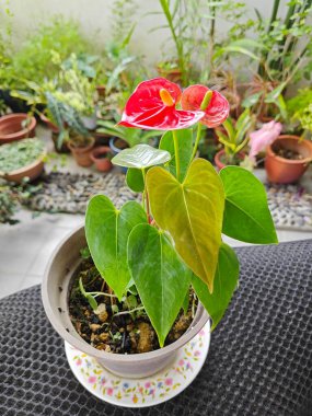 Bir kap kırmızı anthurium bitkisi.
