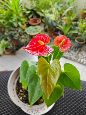 Bir kap kırmızı anthurium bitkisi.