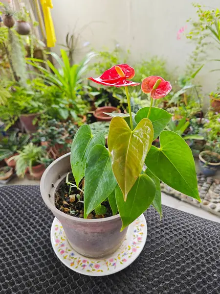 Květináč Malé Červené Okvětní Lístky Anthurium Rostliny — Stock fotografie
