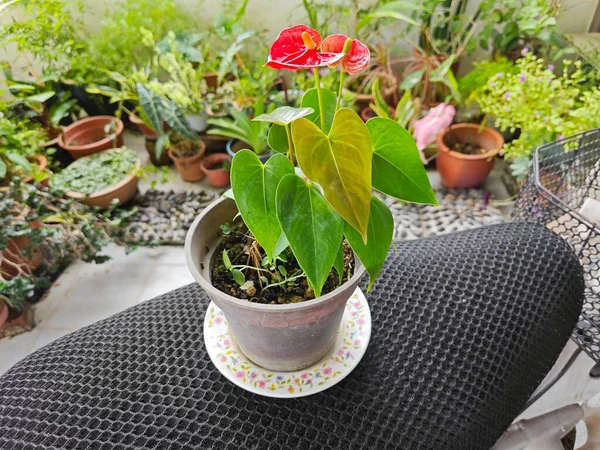 Garnek Małych Czerwonych Płatków Roślin Anthurium — Zdjęcie stockowe
