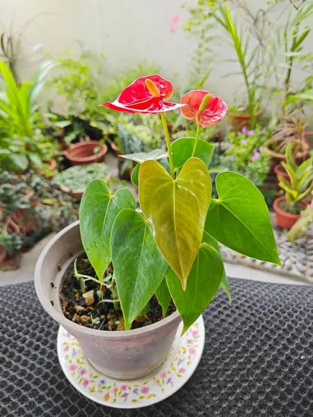 Egy Cserép Kis Piros Szirmú Anthurium Növény — Stock Fotó