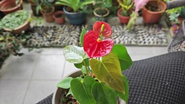 Bir kap kırmızı anthurium bitkisi.
