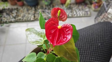 Bir kap kırmızı anthurium bitkisi.