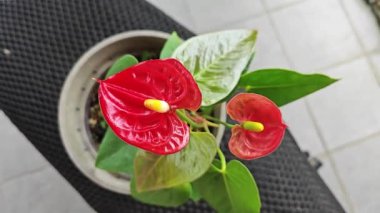 Hibiscus mutabilis bitkisinin çiçek yaprakları rengi.