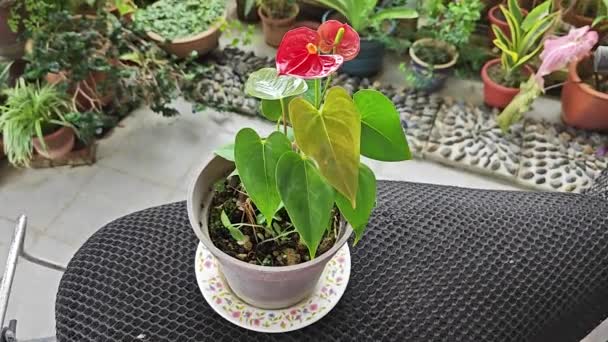 Una Maceta Pétalo Rojo Pequeño Anthurium Planta — Vídeo de stock