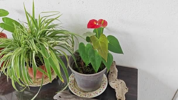 Floral Pétalas Mutáveis Cor Planta Hibiscus Mutabilis — Vídeo de Stock