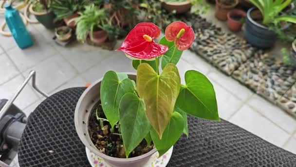Pot Small Red Petal Anthurium Plant — Stock Video