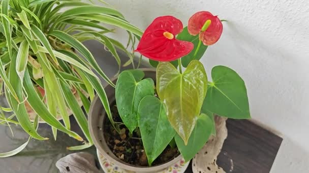Een Pot Van Kleine Rode Bloemblaadjes Anthurium Plant — Stockvideo