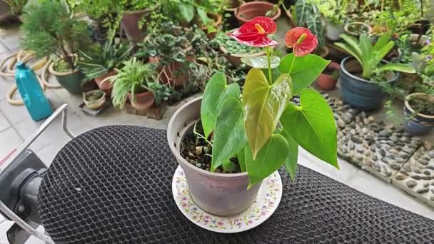 Цветочные Сменные Лепестки Цвет Растения Hibiscus Mutabilis — стоковое видео
