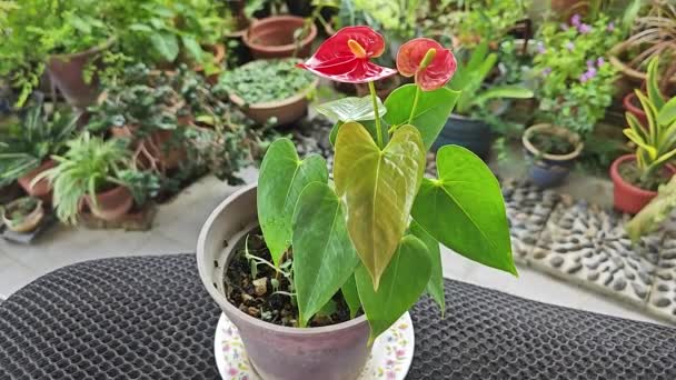 Una Pentola Piccola Pianta Petalo Anthurium Rosso — Video Stock