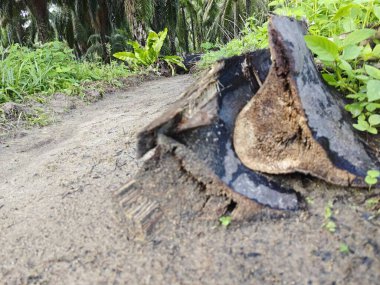 Vahşi çiftliğe giden yol temizlendi.