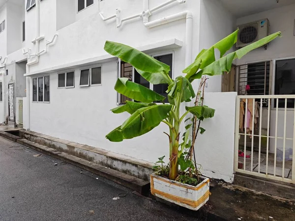 Árvore Banana Crescendo Partir Caixa Forma Poliestireno Livre — Fotografia de Stock