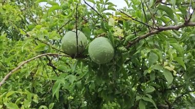 Ağacın dalında asılı yeşil kabak meyveleri