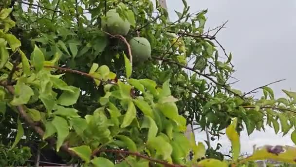 Зелені Плоди Калабашу Звисають Гілці Дерева — стокове відео