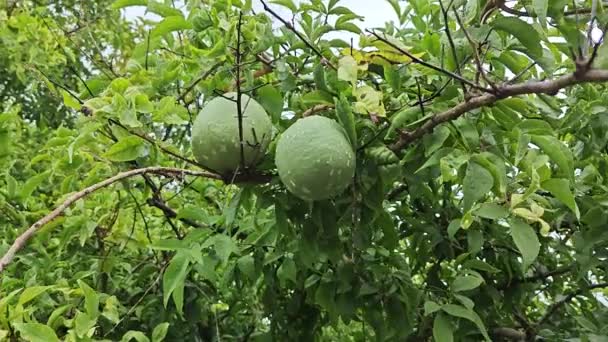 Zöld Calabash Gyümölcs Lóg Ágon — Stock videók