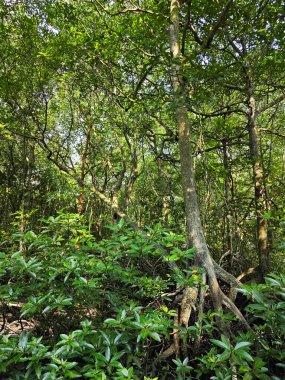 Mangrove ormanının kıyı manzarası. 
