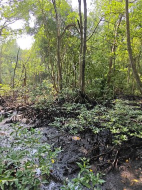 Mangrove ormanının kıyı manzarası. 