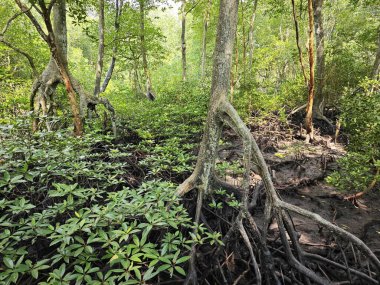 Mangrove ormanının kıyı manzarası. 