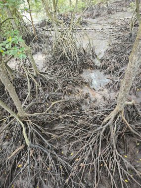 Mangrove ormanının kıyı manzarası. 