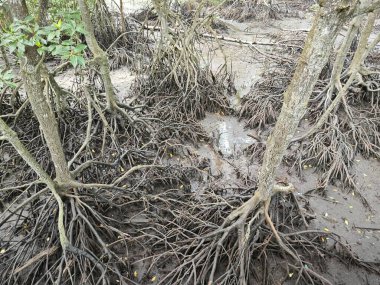 Mangrove ormanının kıyı manzarası. 