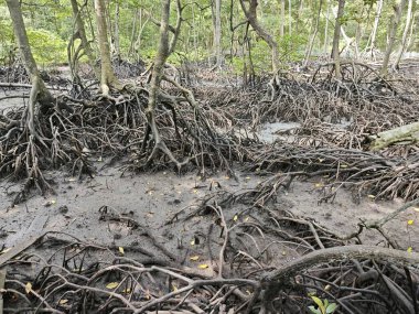 Mangrove ormanının kıyı manzarası. 