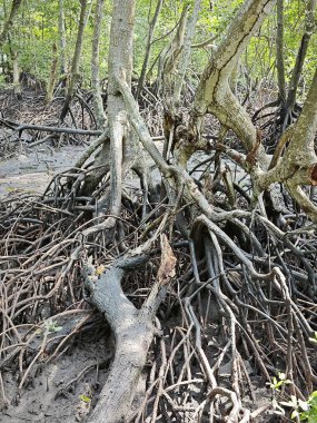 Mangrove ormanının kıyı manzarası. 