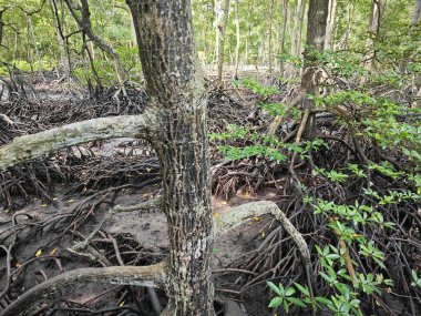 Mangrove ormanının kıyı manzarası. 