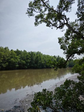 Mangrove ormanının kıyı manzarası. 
