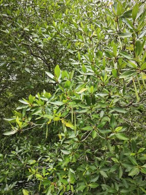 Mangrove ormanının kıyı manzarası. 