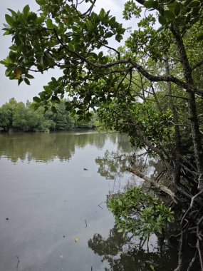 Mangrove ormanının kıyı manzarası. 