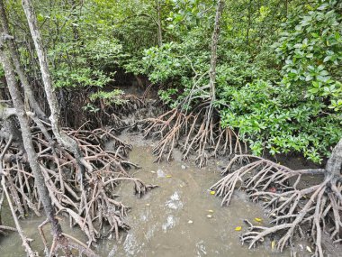 Mangrove ormanının kıyı manzarası. 