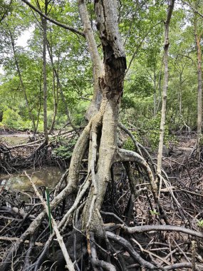 Mangrove ormanının kıyı manzarası. 