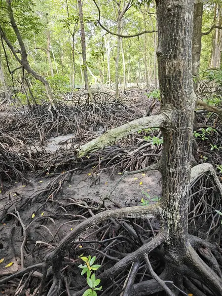 Mangrove Erdő Part Menti Tájképének Jelenete — Stock Fotó