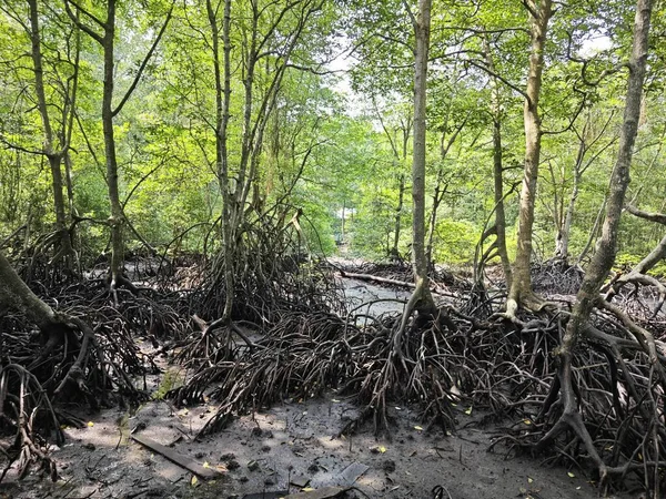 Küstenlandschaft Szene Des Mangrovenwaldes — Stockfoto