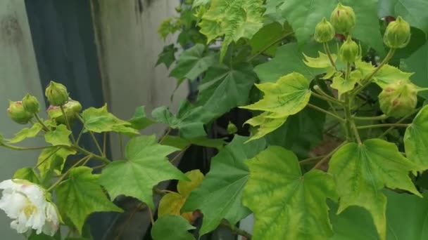 可变性的白色至红色花瓣木瓜花植物 — 图库视频影像