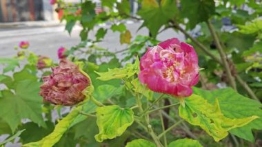 Değiştirilebilir beyaz, kırmızı yaprak Hibiscus mutabilis çiçek bitkisine.
