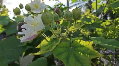 Değiştirilebilir beyaz, kırmızı yaprak Hibiscus mutabilis çiçek bitkisine.