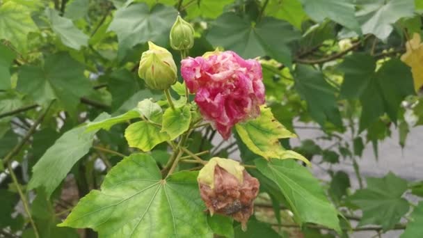 Hibiscus Mubilis 식물에 변하기 — 비디오