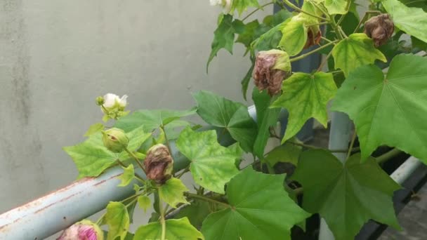 Planta Flor Hibiscus Mutabilis Pétalo Blanco Rojo Cambiable — Vídeos de Stock