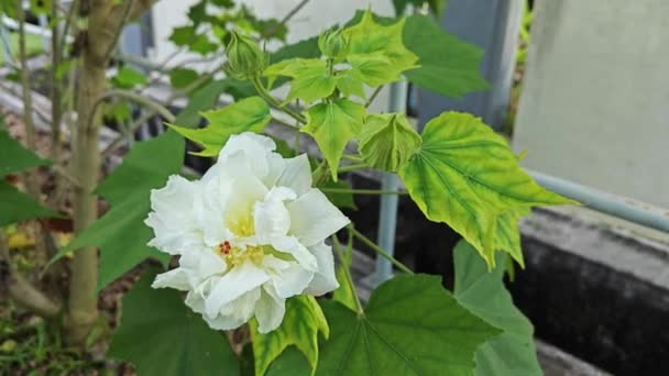 Veranderlijk Wit Tot Rood Bloemblaadje Hibiscus Mutabilis Bloemplant — Stockvideo