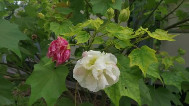 Hibiscus Mutabilis Blanc Pétale Rouge — Video