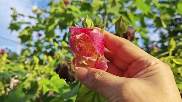 Zmienny Biały Czerwonego Płatek Hibiscus Mutabilis Kwiat Roślin — Wideo stockowe
