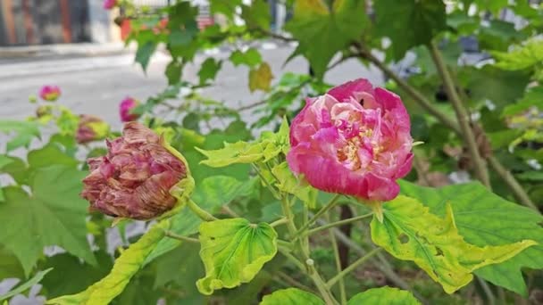 Berubah Putih Menjadi Merah Kelopak Bunga Hibiscus Mutabilis Tanaman — Stok Video