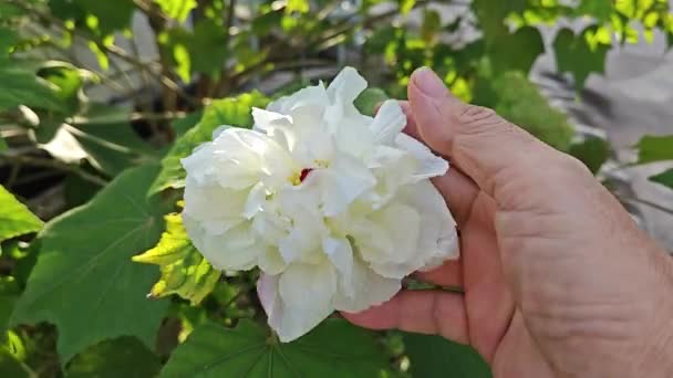 Ευμετάβλητο Φυτό Από Λευκό Έως Κόκκινο Πέταλο Hibiscus Mutabilis — Αρχείο Βίντεο