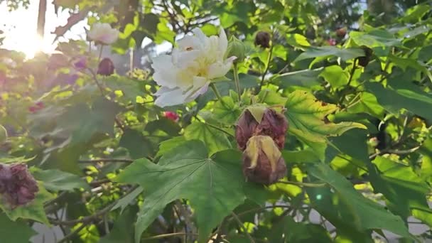 Wandelbare Weiße Bis Rote Blütenblätter Hibiscus Mutabilis Blütenpflanze — Stockvideo